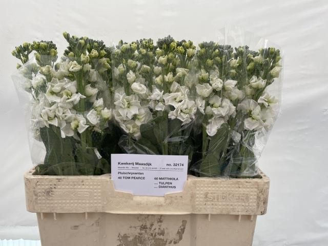 <h4>MATTH CENTUM WHITE</h4>