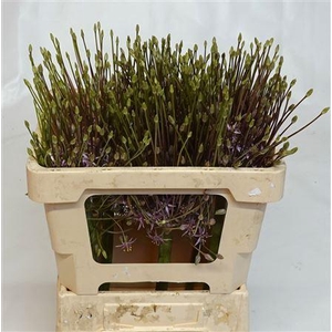ALLIUM SCHUBERTII
