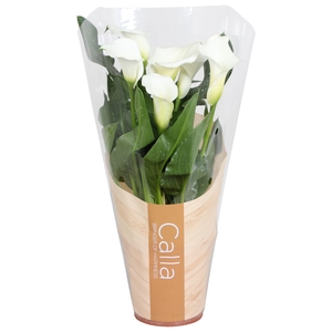 Zantedeschia Fresco Calla wit in bedrukte hoes