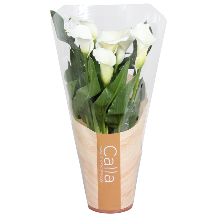<h4>Zantedeschia Fresco Calla wit in bedrukte hoes</h4>