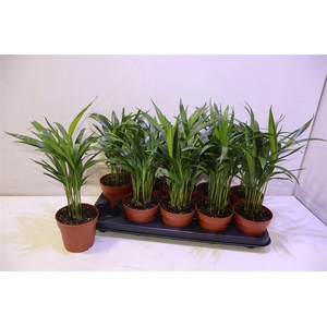 arr8 Dypsis Lutescens