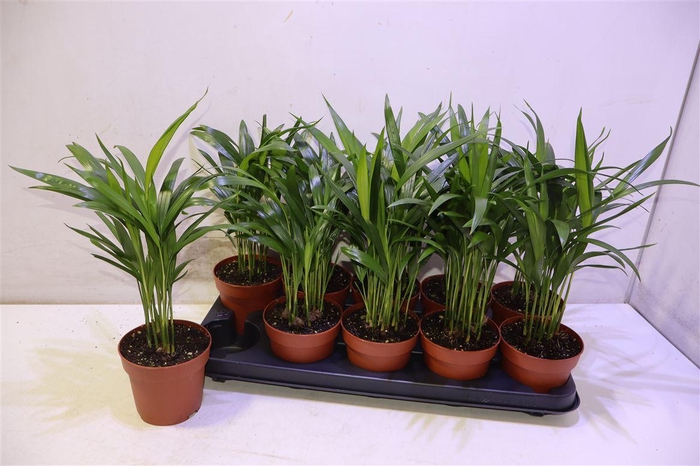 <h4>arr8 Dypsis Lutescens</h4>