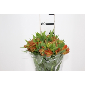 ALSTROEMERIA ORANGE PRINCESS 080 CM