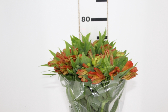<h4>ALSTROEMERIA ORANGE PRINCESS 080 CM</h4>