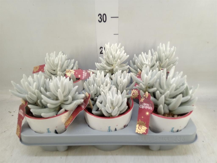 <h4>Senecio   ...</h4>