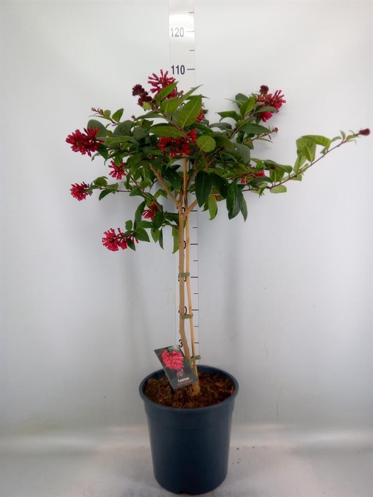 <h4>Cestrum   ...stam</h4>