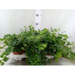 Hedera helix 'Wonder'