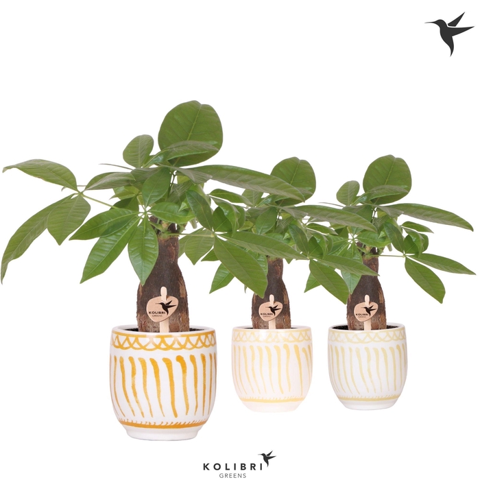 <h4>Kolibri Greens Pachira in Granada pot yellow mix</h4>