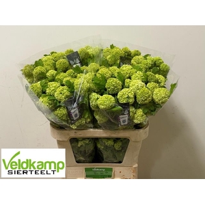 VIBURNUM ROSEUM ST