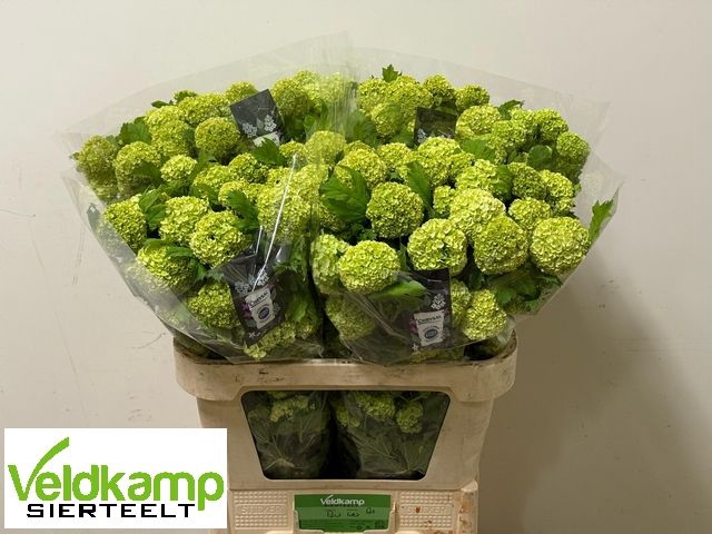 <h4>VIBURNUM ROSEUM ST</h4>