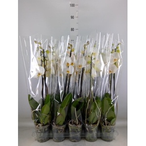 Phalaenopsis   ...