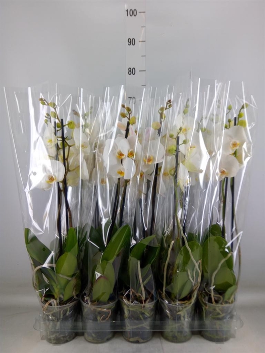 <h4>Phalaenopsis   ...</h4>