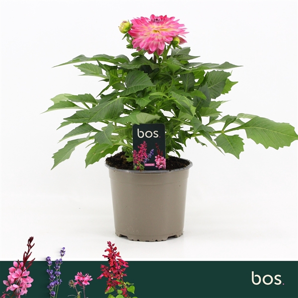 <h4>Dahlia Dalina Maxi, Pink Blast</h4>