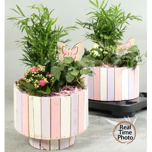 ARR KAMERPLANTEN H%