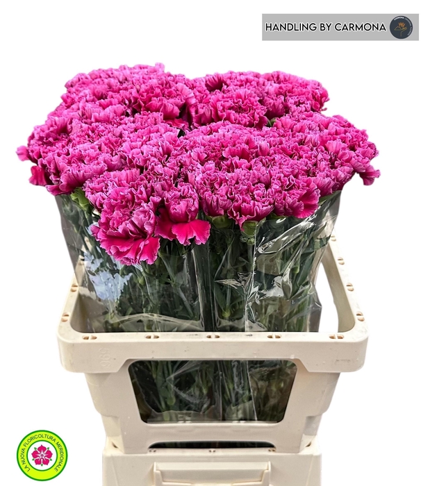 <h4>DI ST TICO TICO</h4>