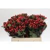 Hypericum True Romance