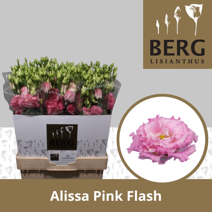 <h4>Lisianthus Alissa Pink flash</h4>