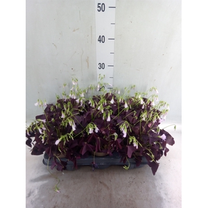 Oxalis trian. 'Mijke'