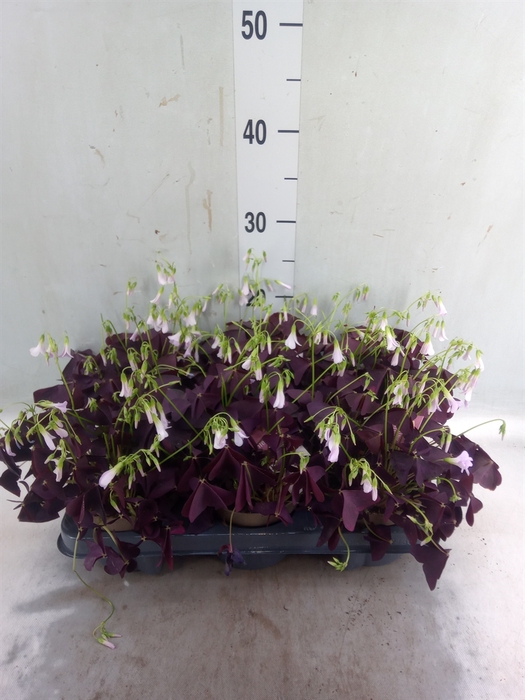 <h4>Oxalis trian. 'Mijke'</h4>