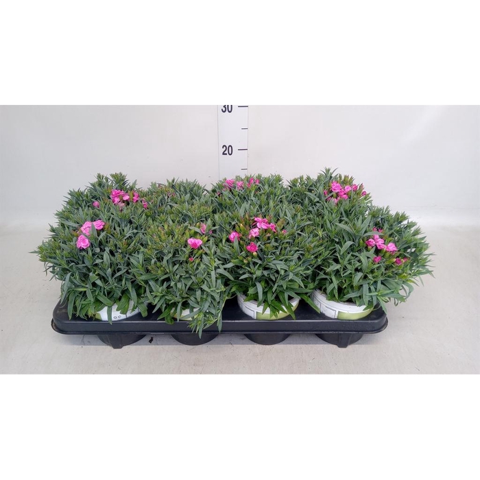 <h4>Dianthus car. 'Peman'</h4>