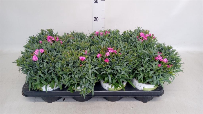 Dianthus car. 'Peman'