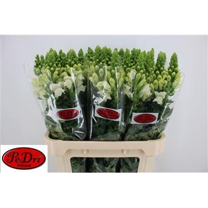 Antirrhinum Antibes White