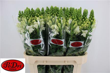 <h4>Antirrhinum Antibes White</h4>