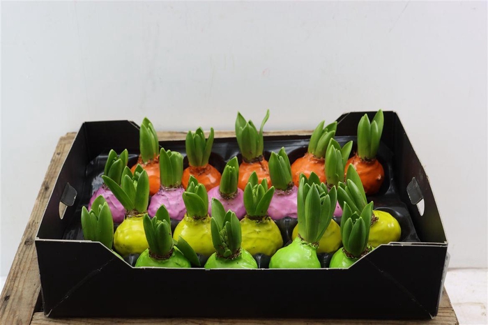 <h4>Wax Hyacinth Mix</h4>