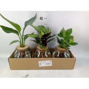 Planten  ..mix