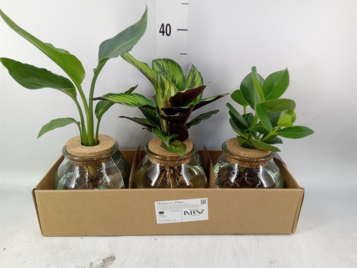 <h4>Planten  ..mix</h4>
