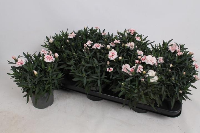 <h4>DIAN OSC WHITE RED</h4>