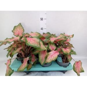 Caladium  'Bicolor Sweetheart'