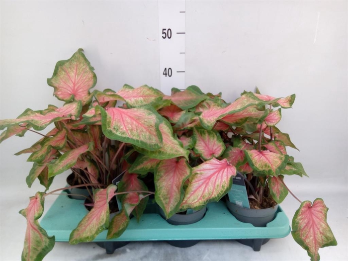 <h4>Caladium  'Bicolor Sweetheart'</h4>