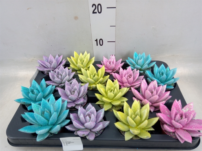 <h4>Echeveria  'Miranda'</h4>