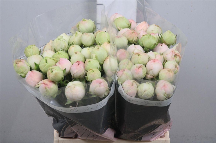 <h4>Ran Su Grand Pastel</h4>