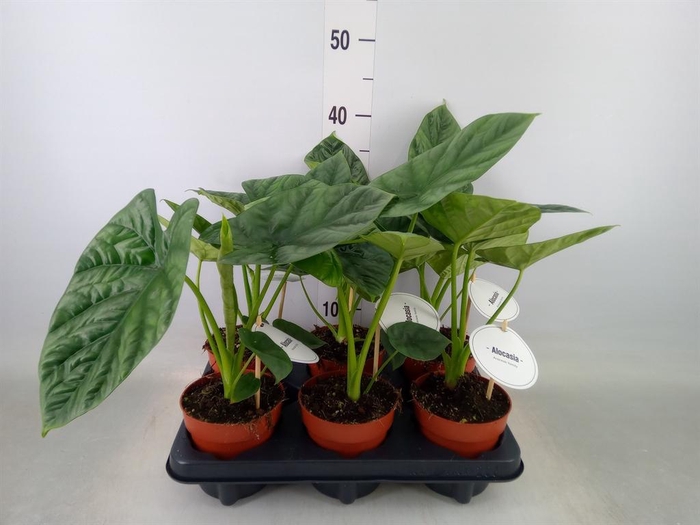 <h4>Alocasia   ...</h4>