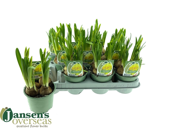 <h4>NARC O TETE A TETE</h4>