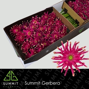 Gerbera Pastini Puglia Doos