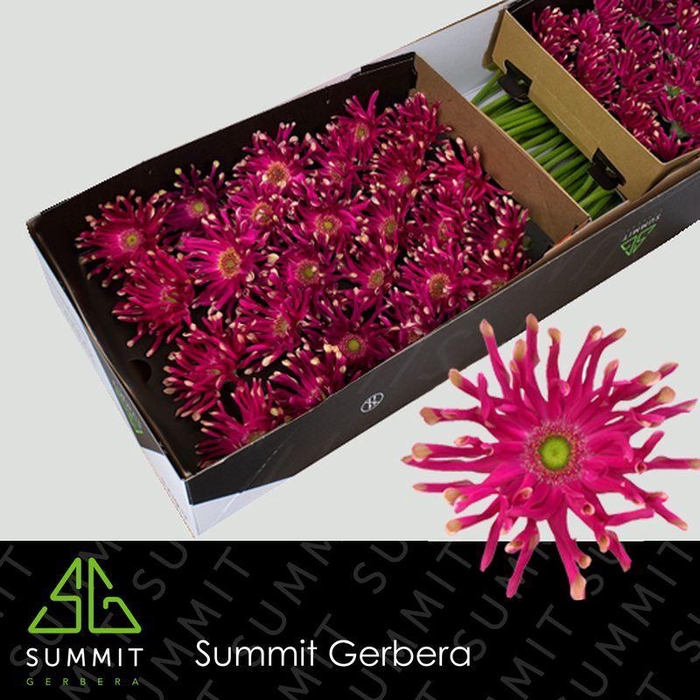 <h4>Gerbera Pastini Puglia Doos</h4>