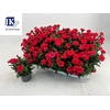 Dianthus Oscar Red