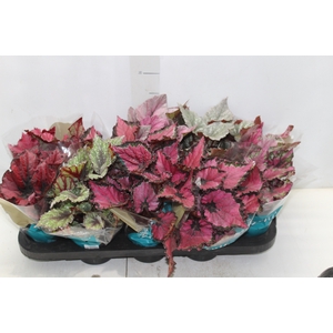 BEGONIA BELEAF P11 PO