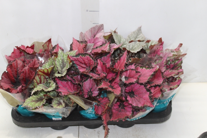 <h4>BEGONIA BELEAF P11 PO</h4>