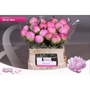 Paeonia dinner plate