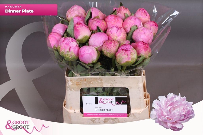 <h4>Paeonia dinner plate</h4>