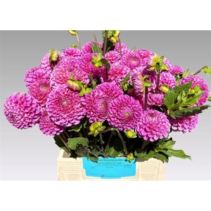 Dahlia Lila Dream
