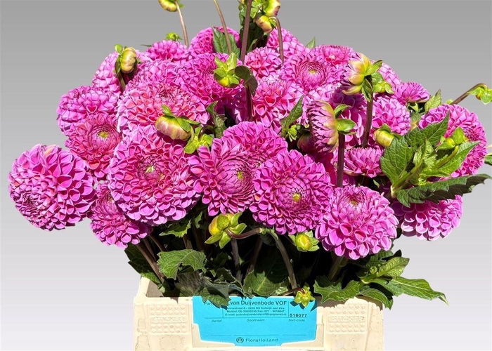 <h4>Dahlia Lila Dream</h4>