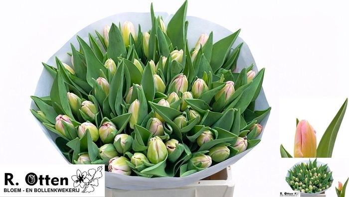 <h4>TU EN TOM POUCE</h4>