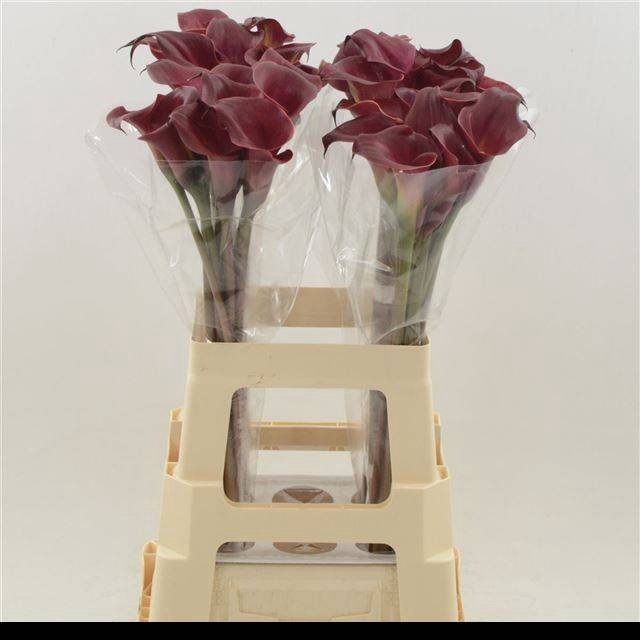 <h4>ZANT RED CHARM</h4>