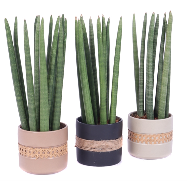 <h4>Sansevieria cylindrica spike 12 cm in retro pot</h4>