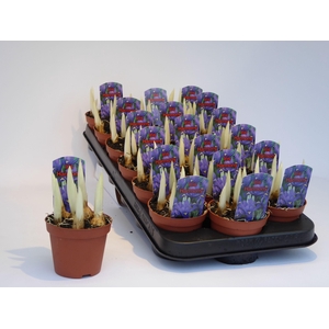 arr8 Iris Ret Harmony